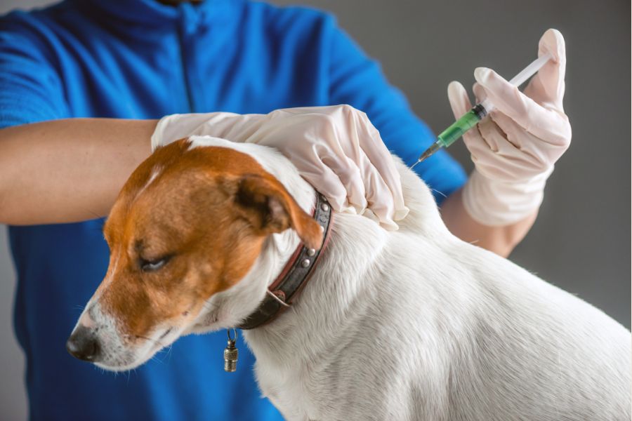 Puppies Start Core Vaccinations