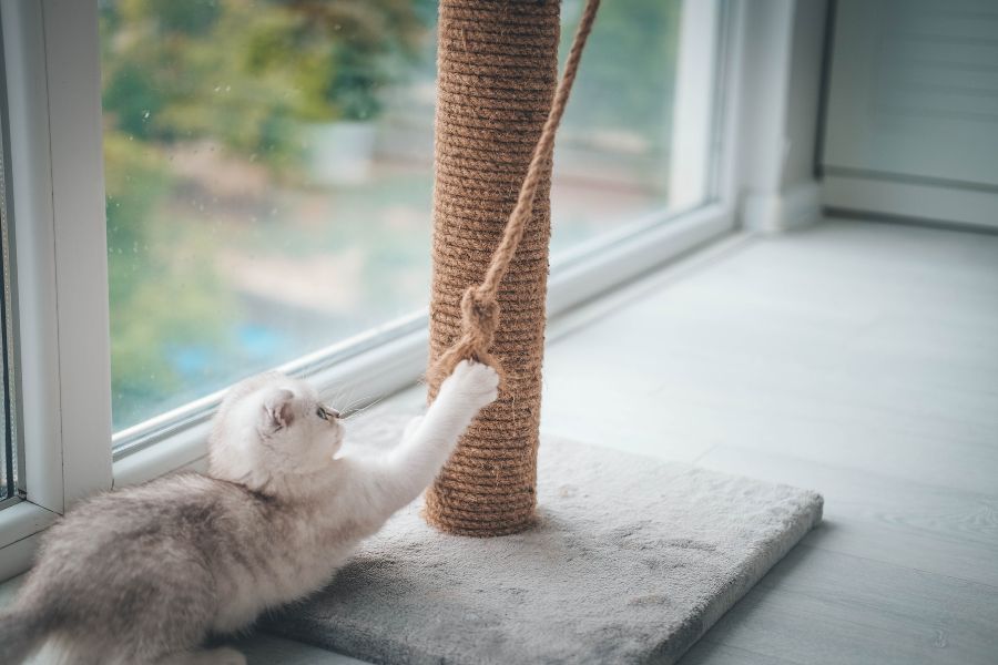 Stop Cat Scratching Furniture