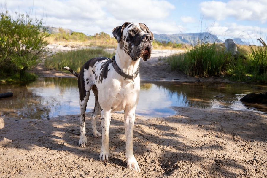 Life Expectancy of Great Dane Dogs