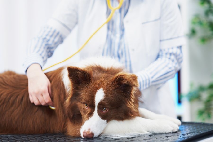 pet wellness exam explained