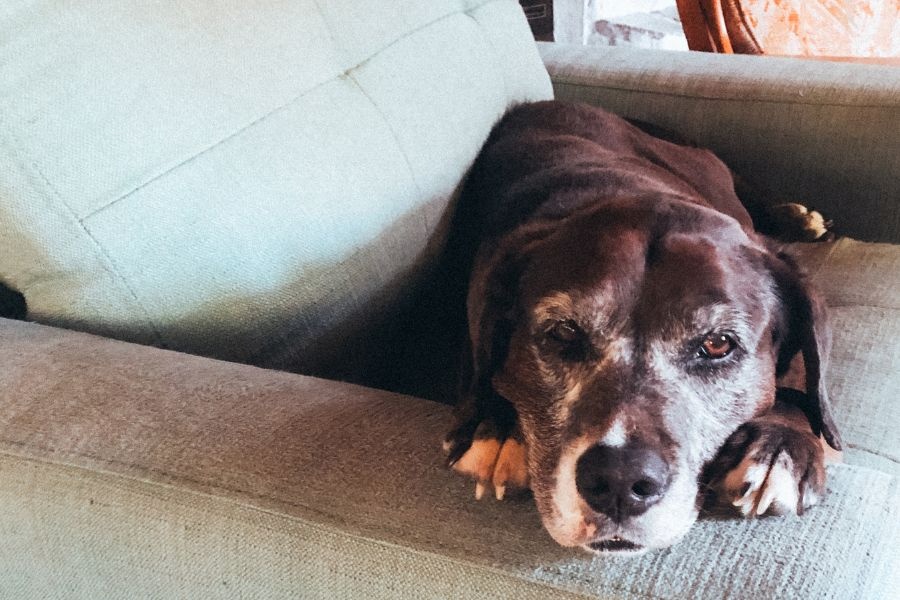 dog urinary tract infection signs