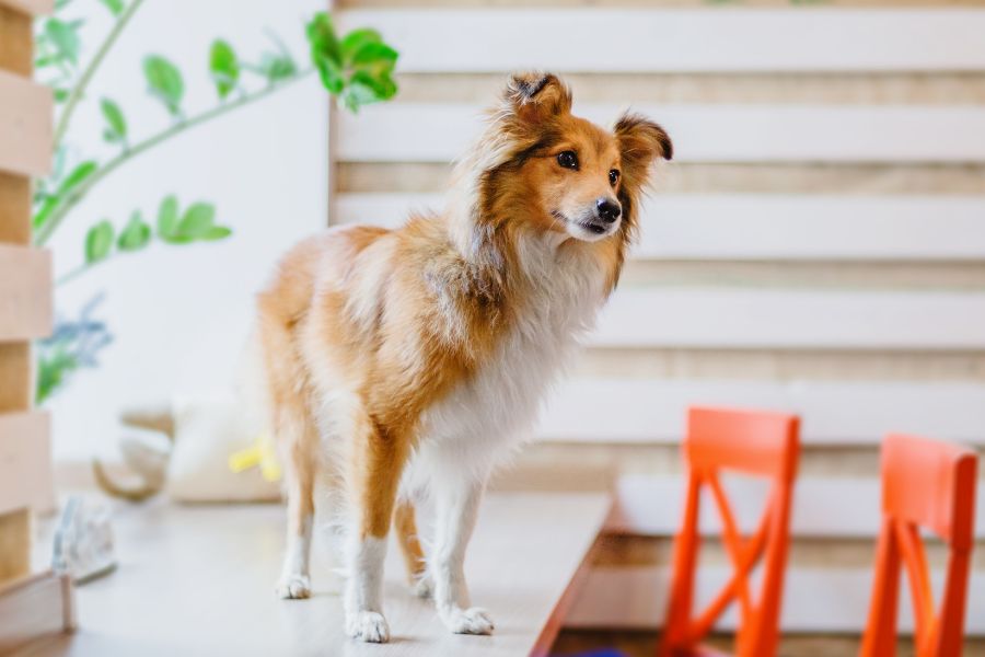 when to replace pet toys