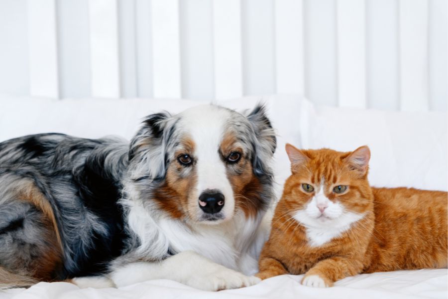 walk-in pet urgent care process