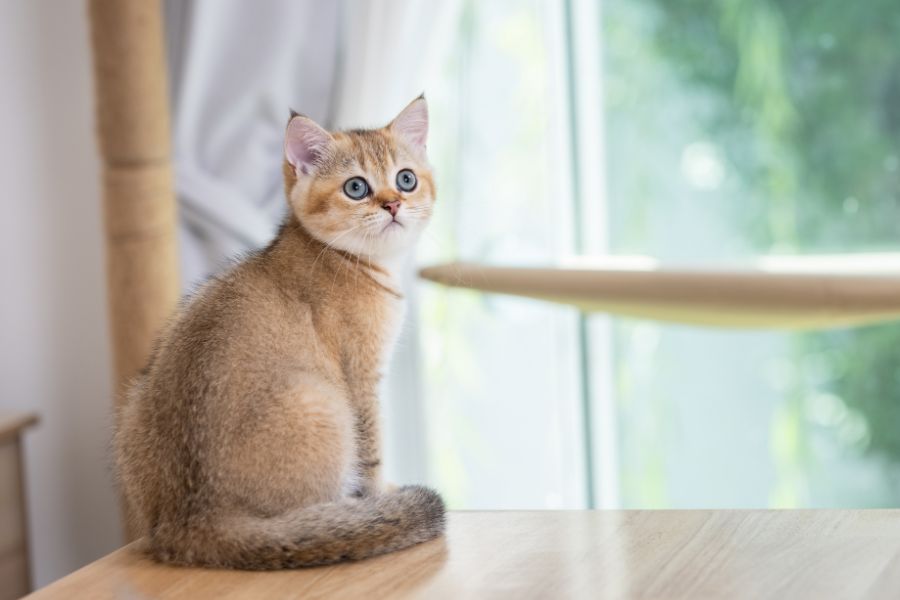 first time kitten owner urgent care guide