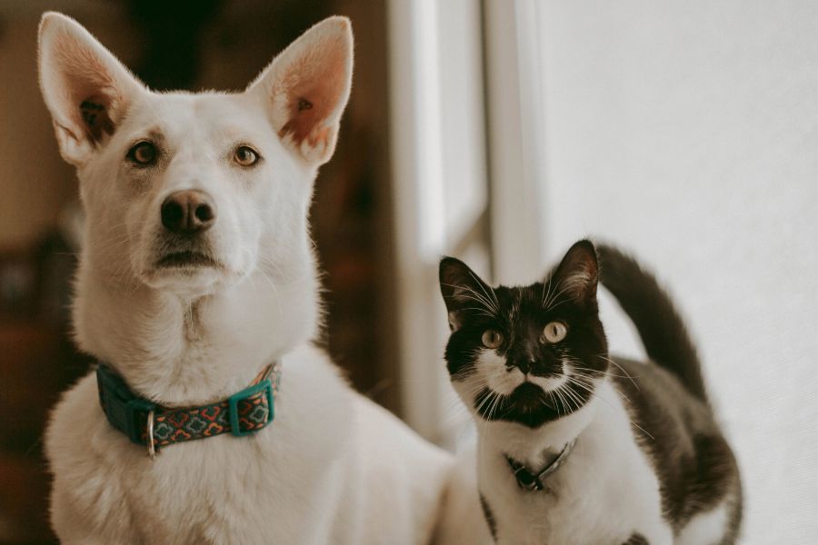 home decorations toxic to dogs and cats