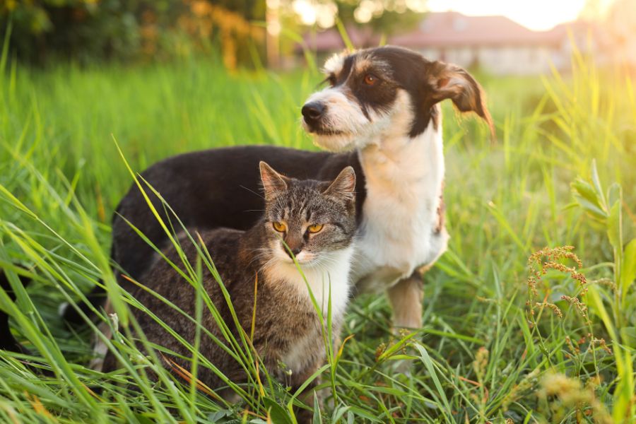 natural ways to ease storm anxiety pets