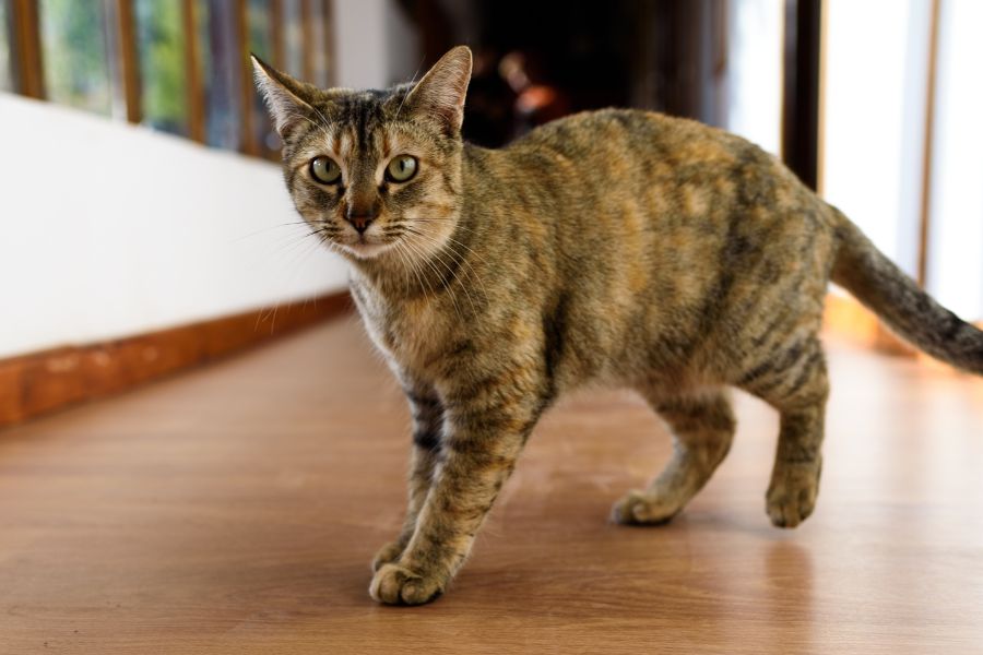 cat broken tail