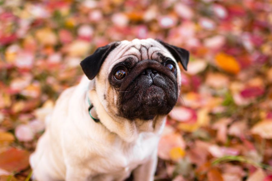 feed a diabetic dog