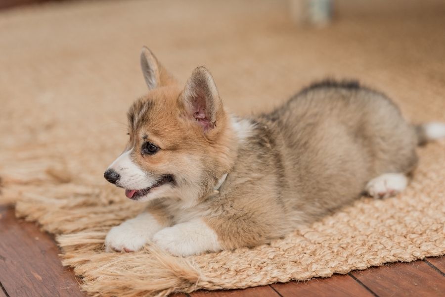 fear free veterinary care