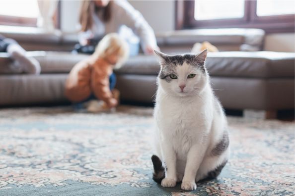 prepare cat urgent care kit