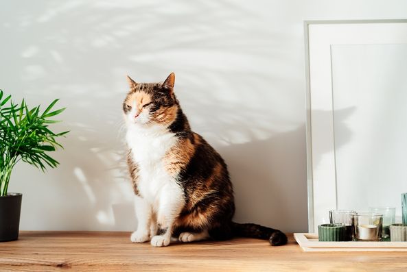 signs your cat is overweight