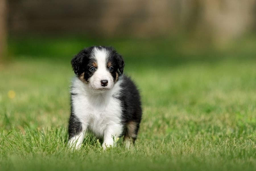 dog daily habits