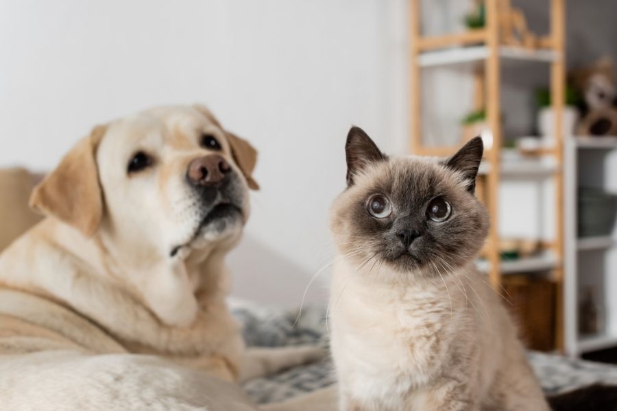 pet allergic reactions