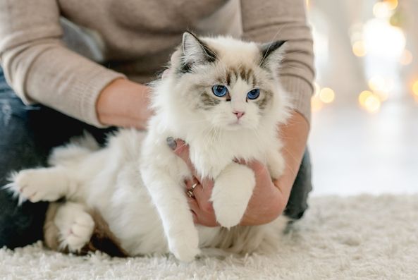 cat breeds known for unwavering loyalty